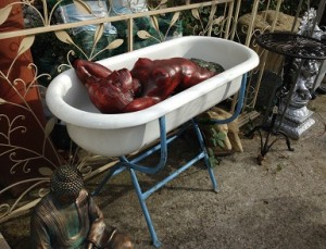 Baby bath hove conservatory sussex