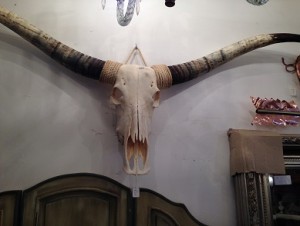 buffalo cow skull hove conservatory