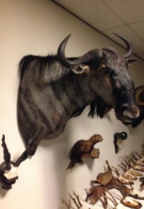 buffalo head taxidermy the conservatory hove sussex